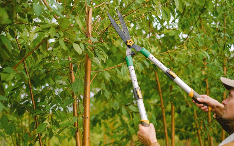 Tree trimming in Remington, VA